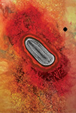Art of Science piece titled Nasinnya