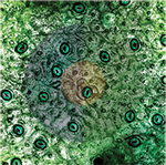 Art of Science piece titled Profession of hope 